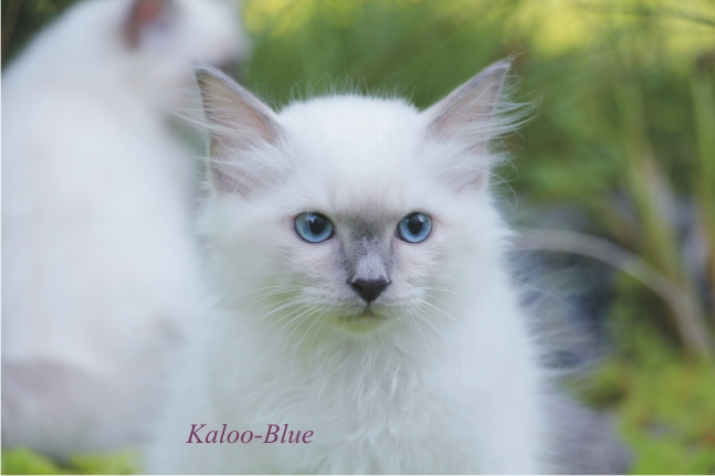 Kaloo Blue 2