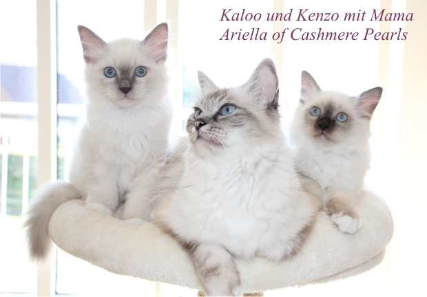 Kaloo und Kenzo mit Mama